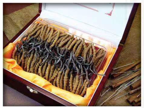 宣汉冬虫夏草回收